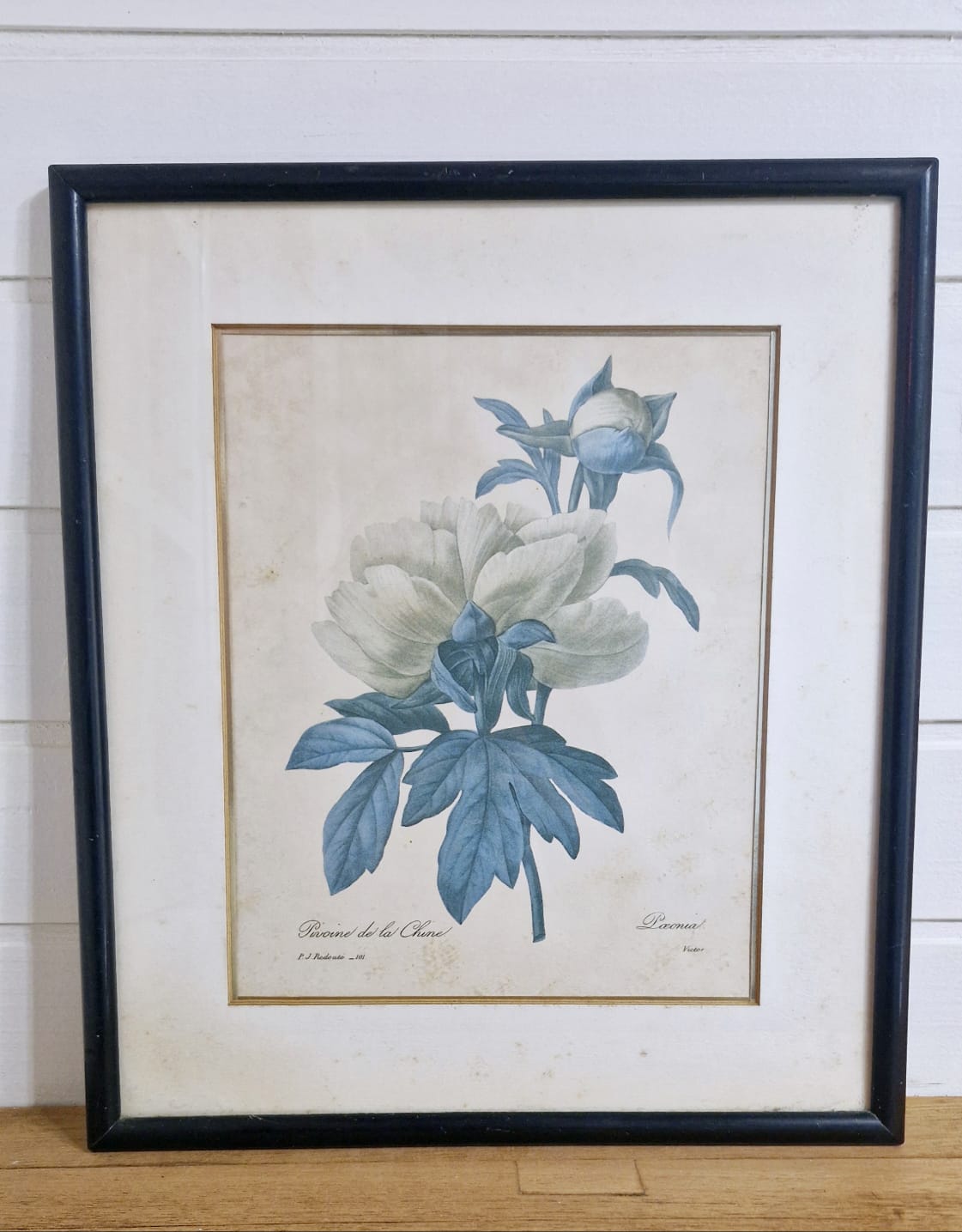Lindo par de quadros com gravuras botânicas de flores Séc. XIX Pierre-Joseph Redouté