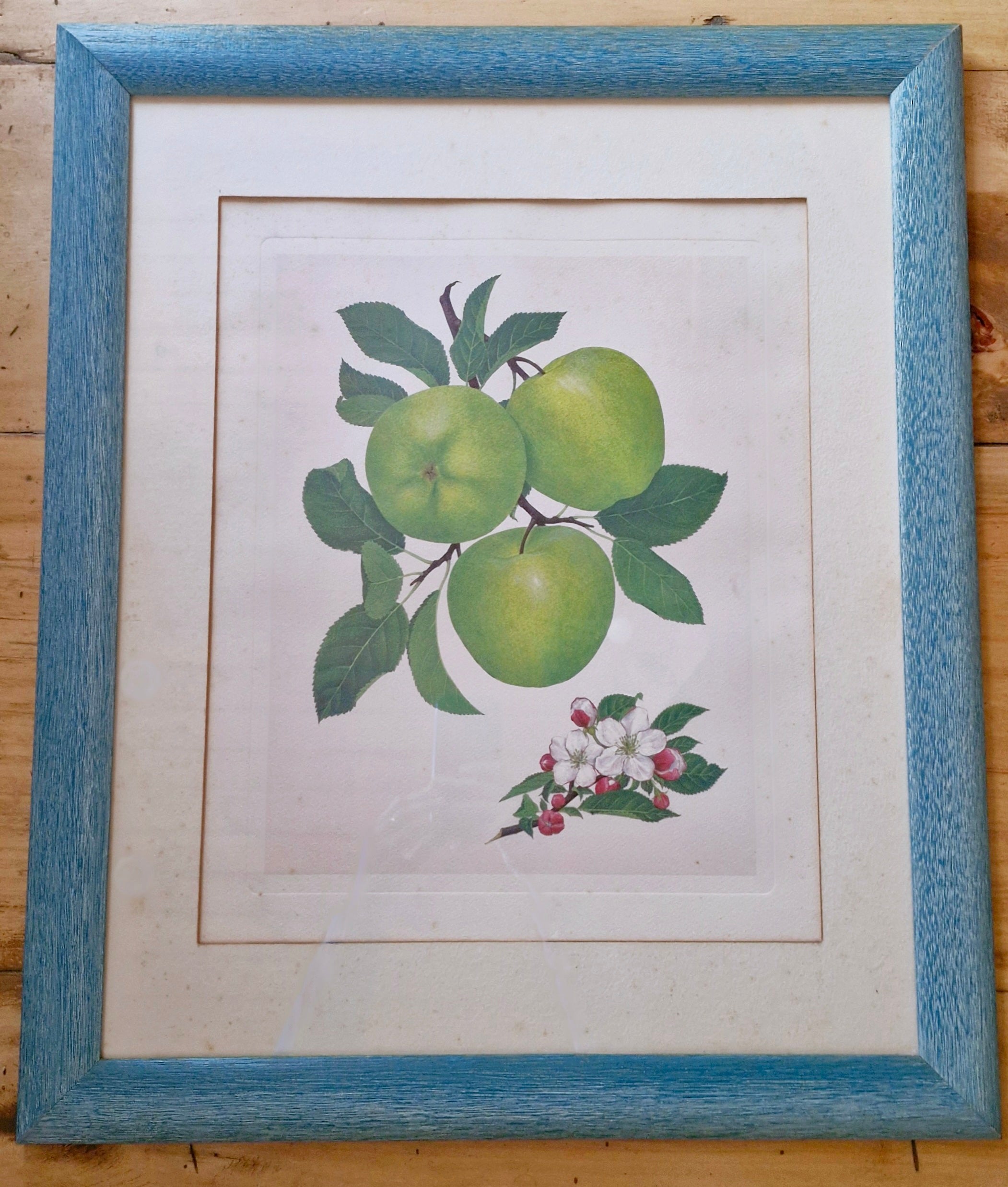Belíssimo conjunto de quadros botânicos de frutas