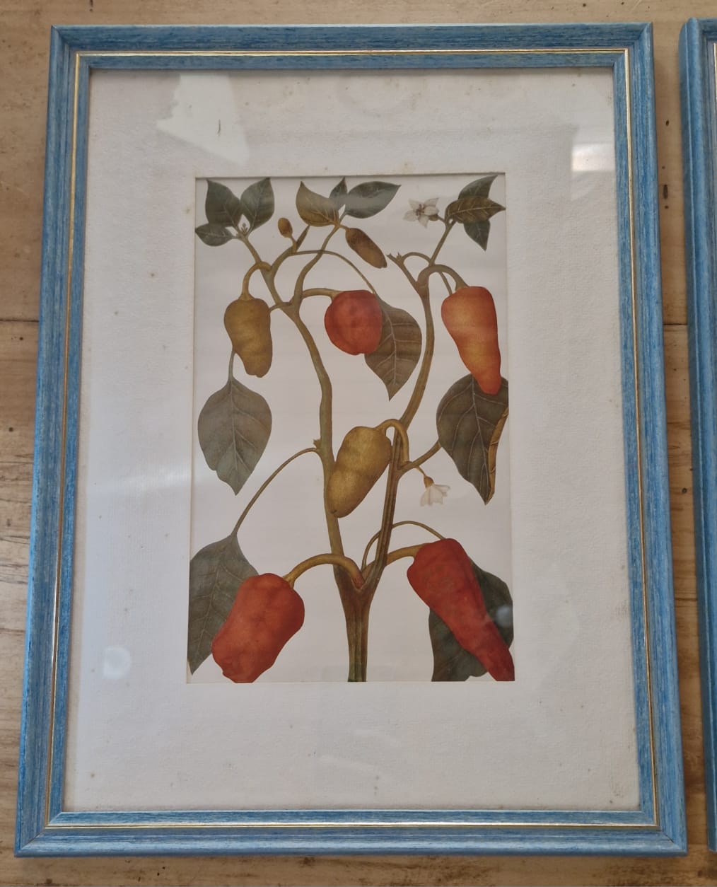 Belo Conjunto 3 Quadros Ilustração Botânica de Frutas Retrô