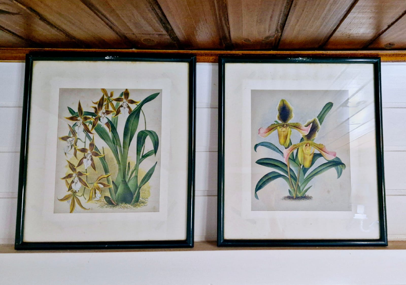Belo Par de quadros com gravuras de Orquídea
