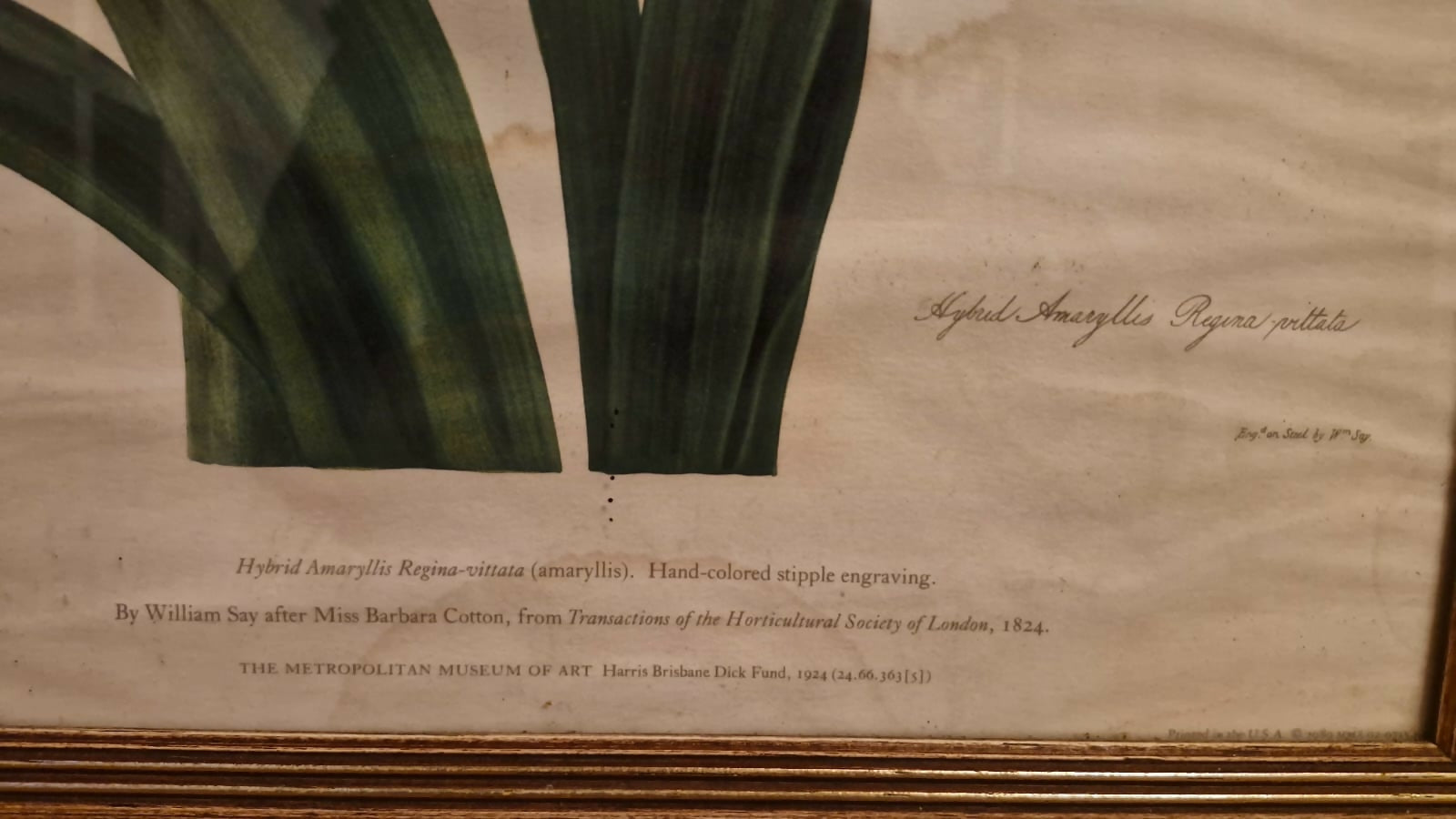 Par de belos quadros com gravuras botânicas