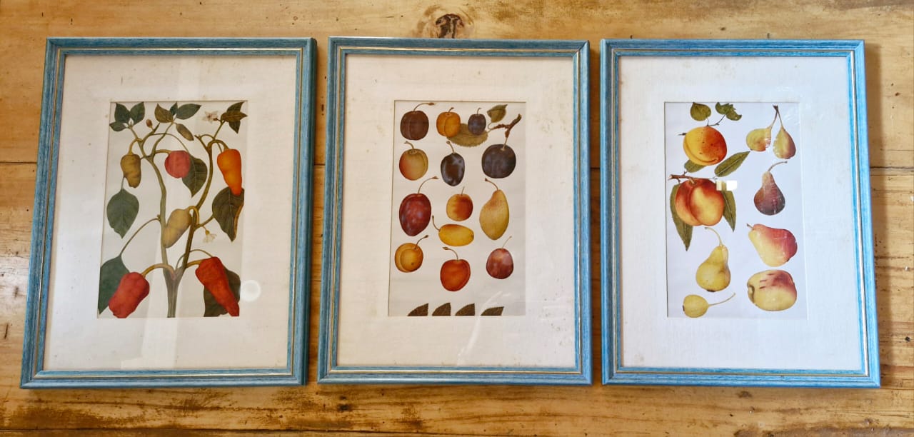 Belo Conjunto 3 Quadros Ilustração Botânica de Frutas Retrô