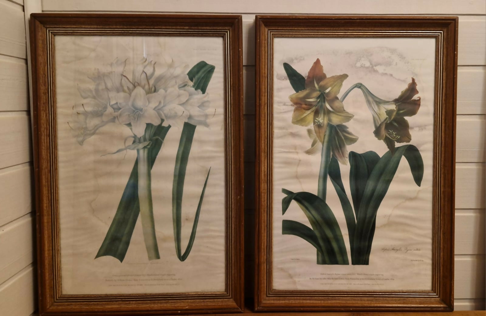 Par de belos quadros com gravuras botânicas