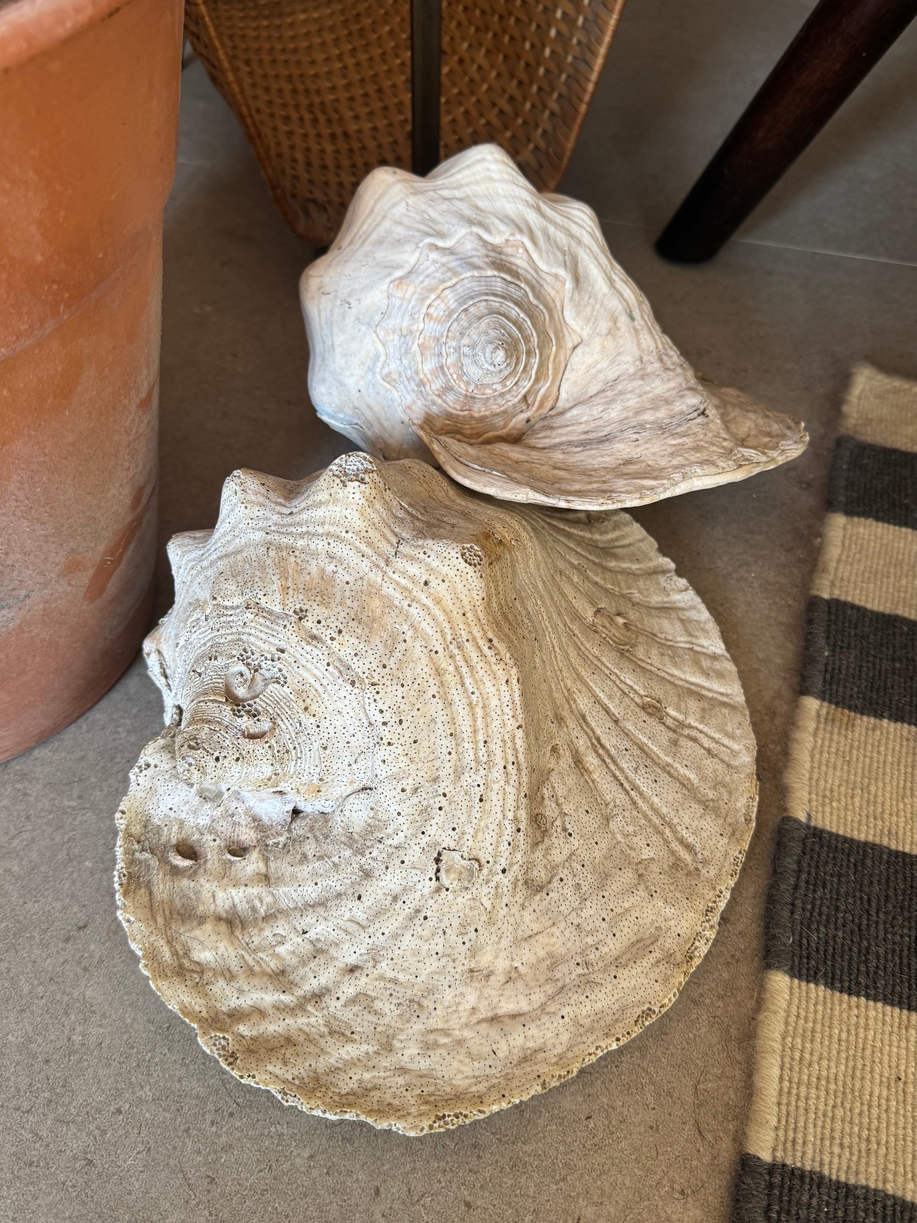 Par de grandes conchas naturais