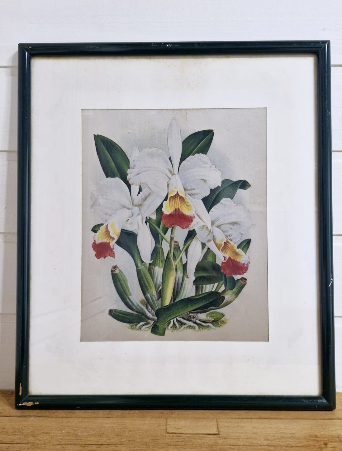  Belos quadros com gravuras botânicas antigas