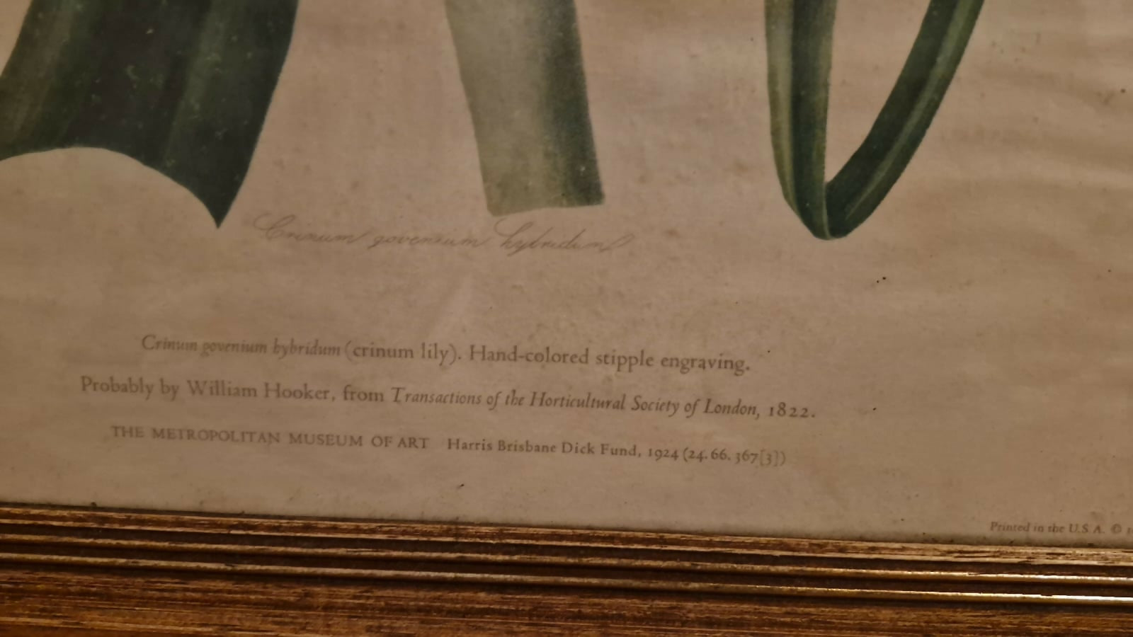 Par de belos quadros com gravuras botânicas