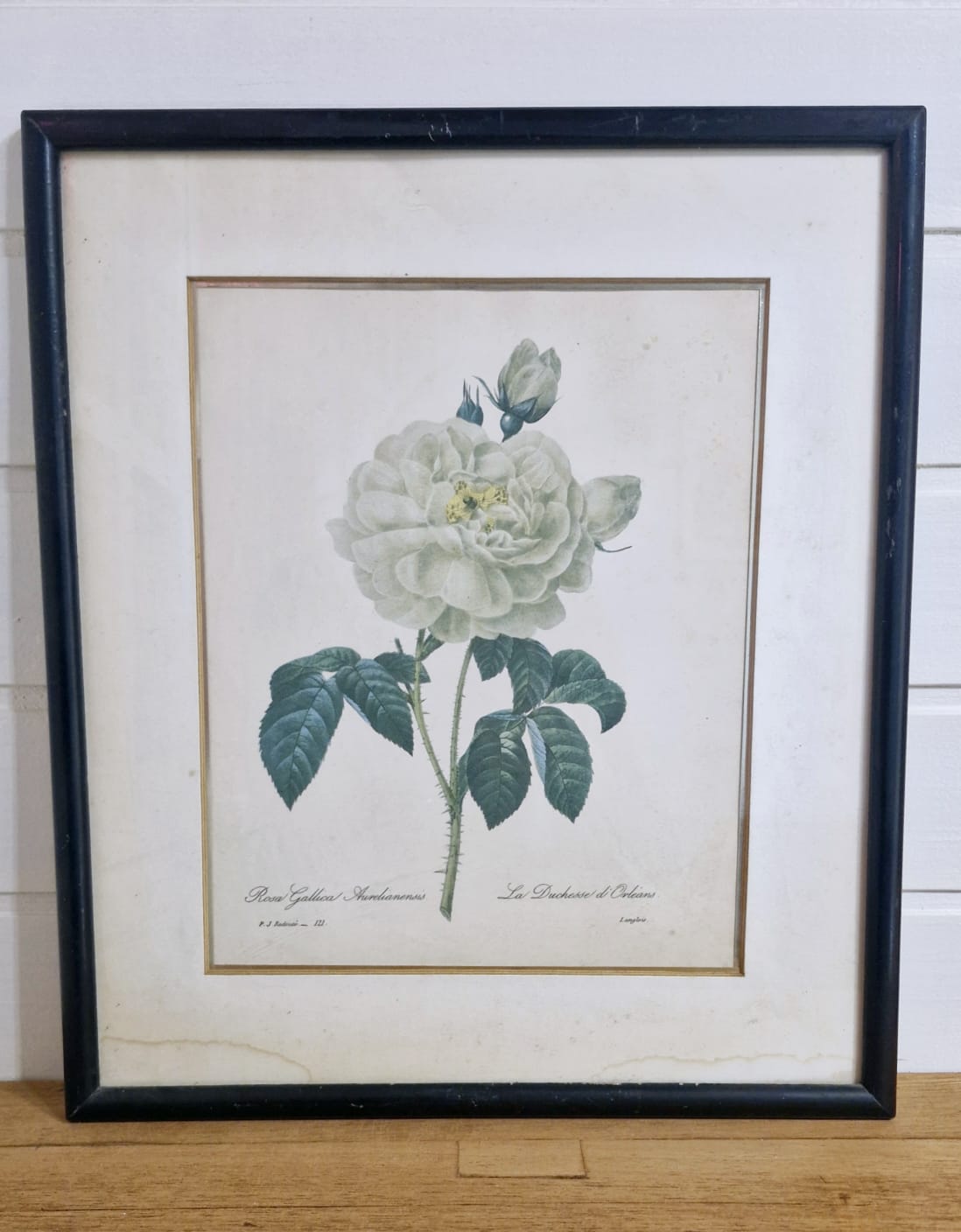 Lindo par de quadros com gravuras botânicas de flores Séc. XIX Pierre-Joseph Redouté