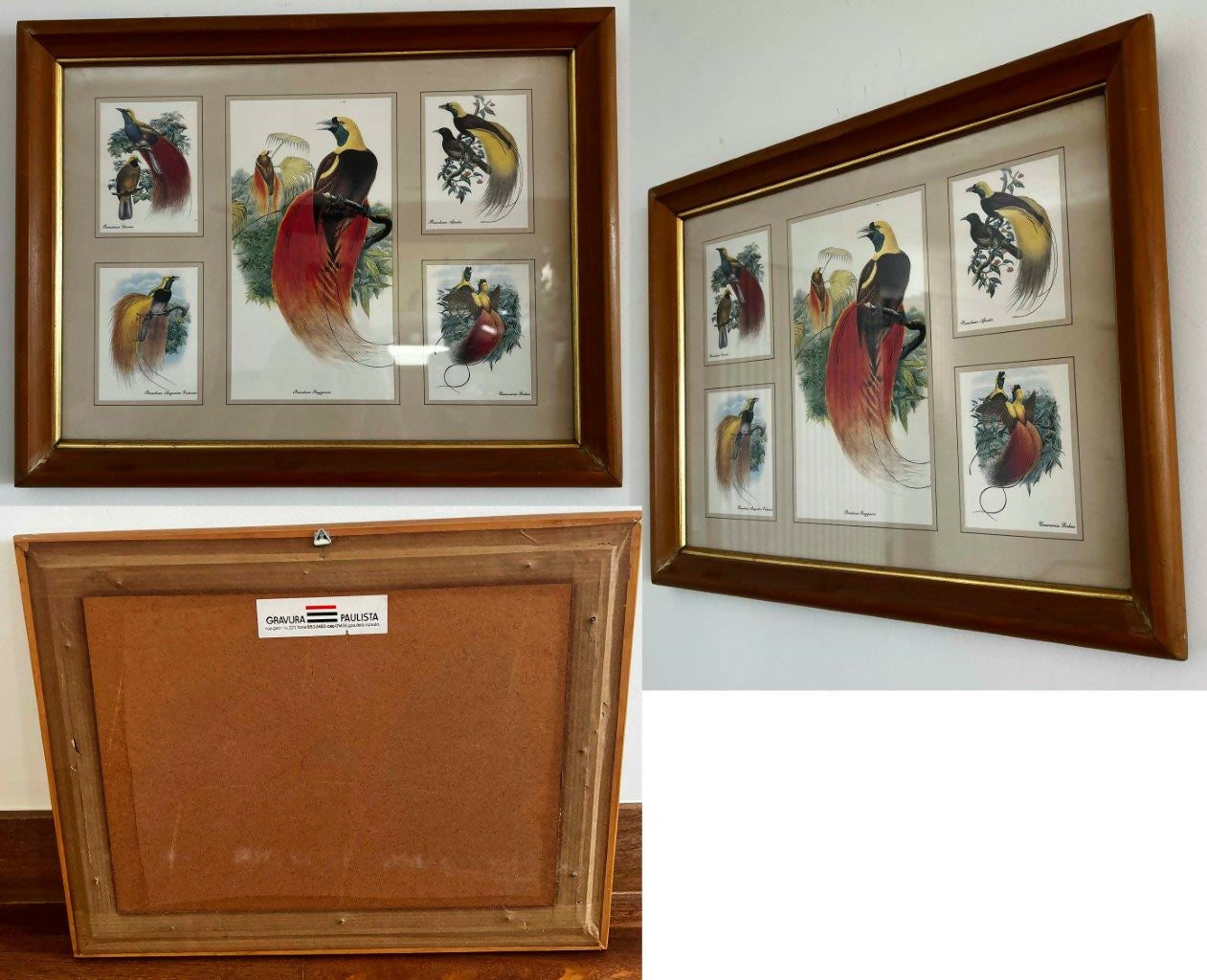 Conjunto de 8 Quadros decorativos com moldura de madeira e vidro