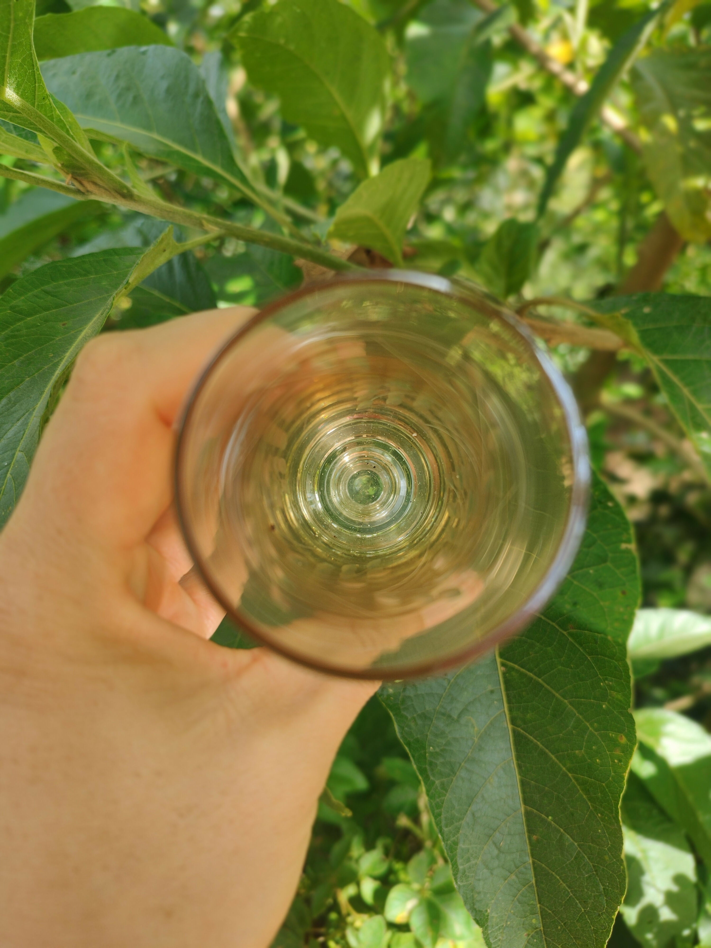 Conjunto de 5 Antigas Taças de Champagne Lapidadas em vidro levemente âmbar