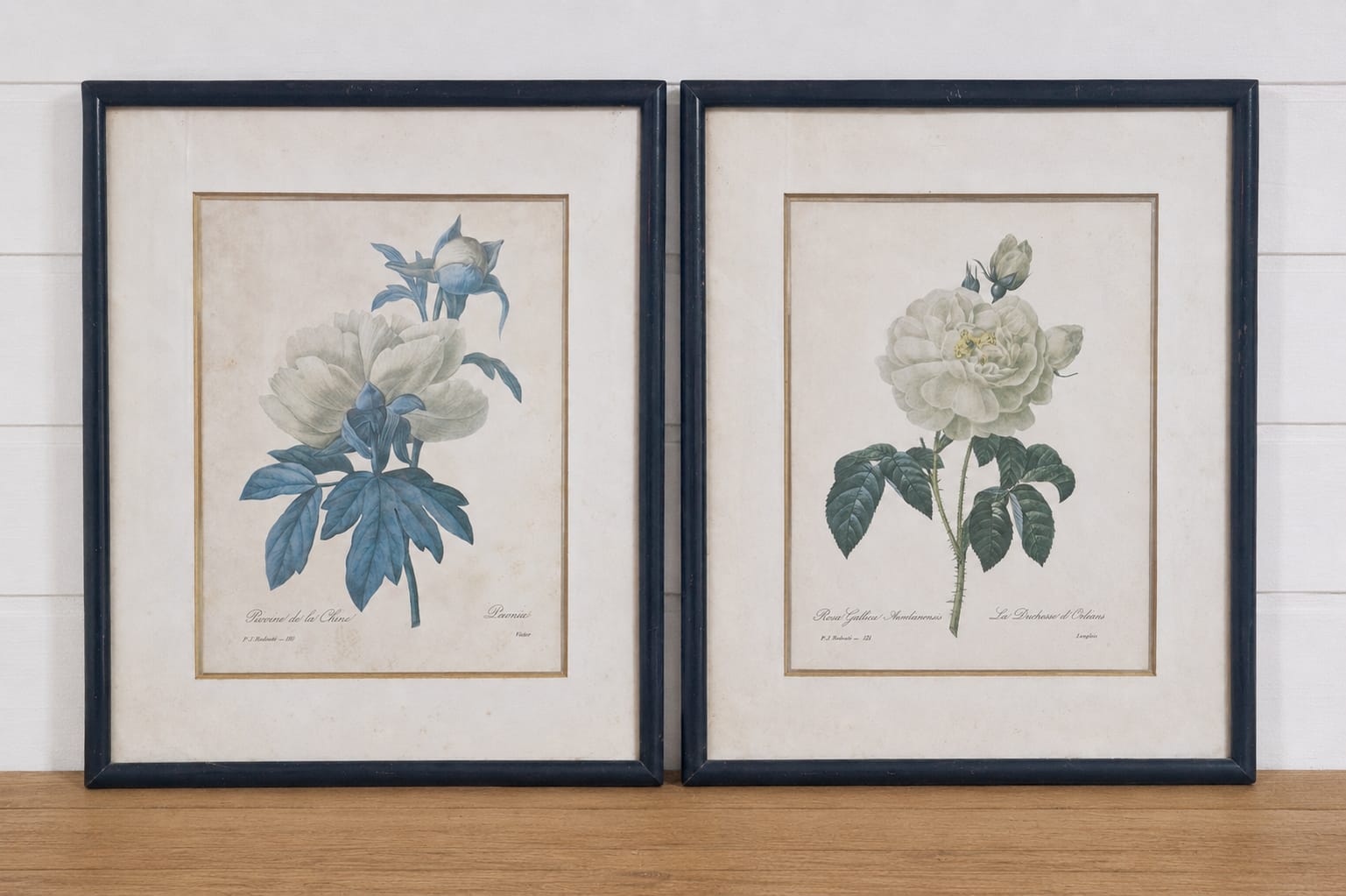 Lindo par de quadros com gravuras botânicas de flores Séc. XIX Pierre-Joseph Redouté