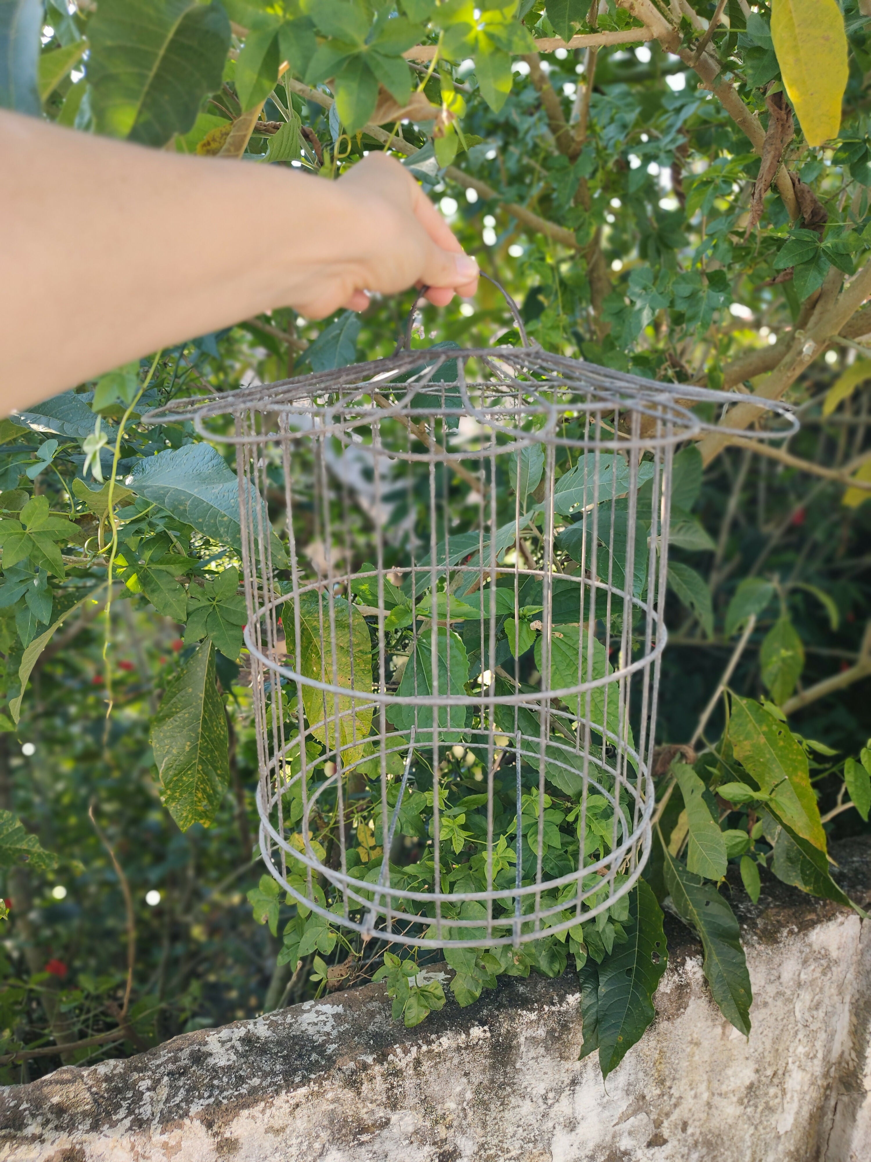 Antiga Gaiola de metal, arredondada em forma de Casinha