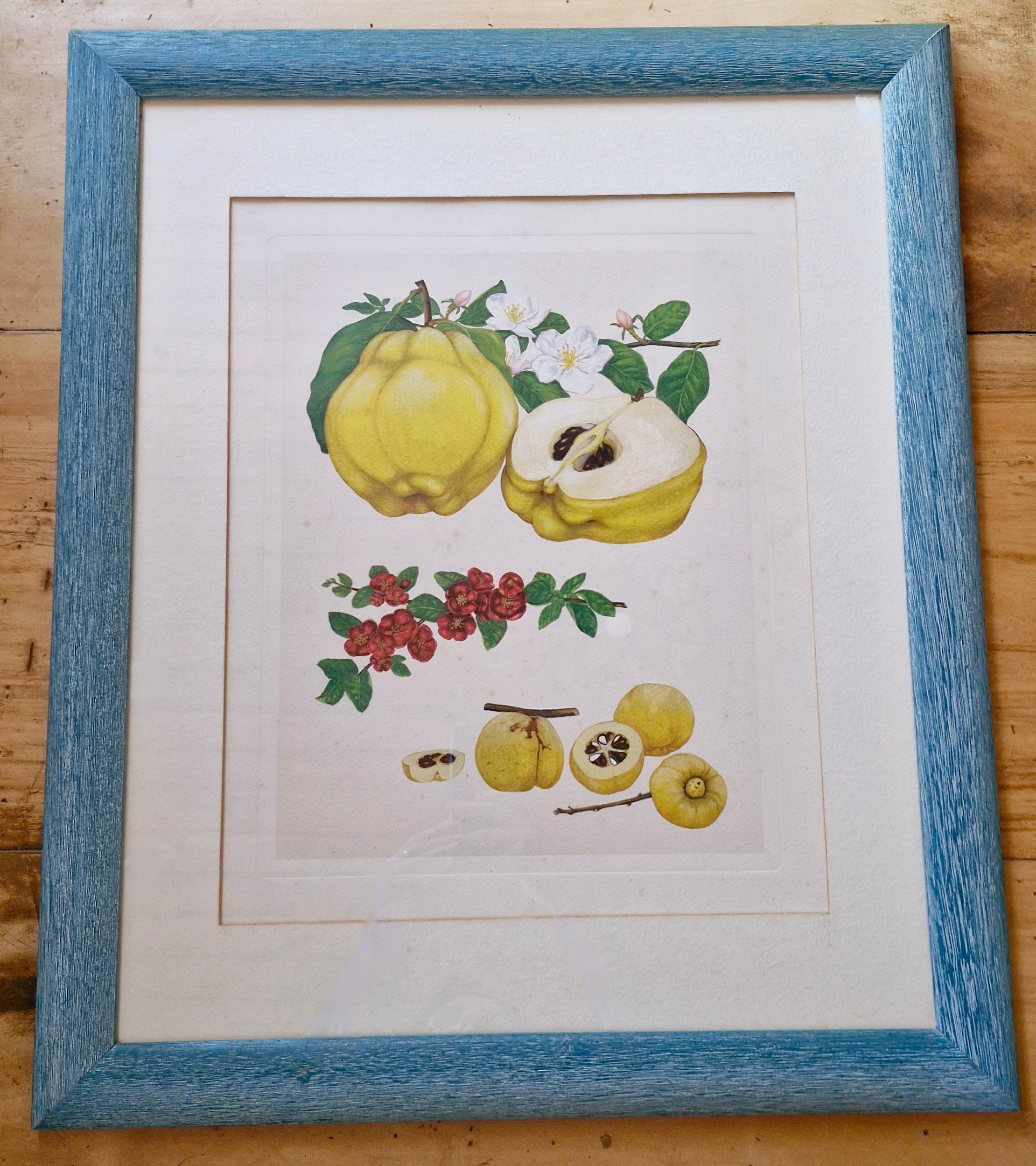 Belíssimo conjunto de quadros botânicos de frutas
