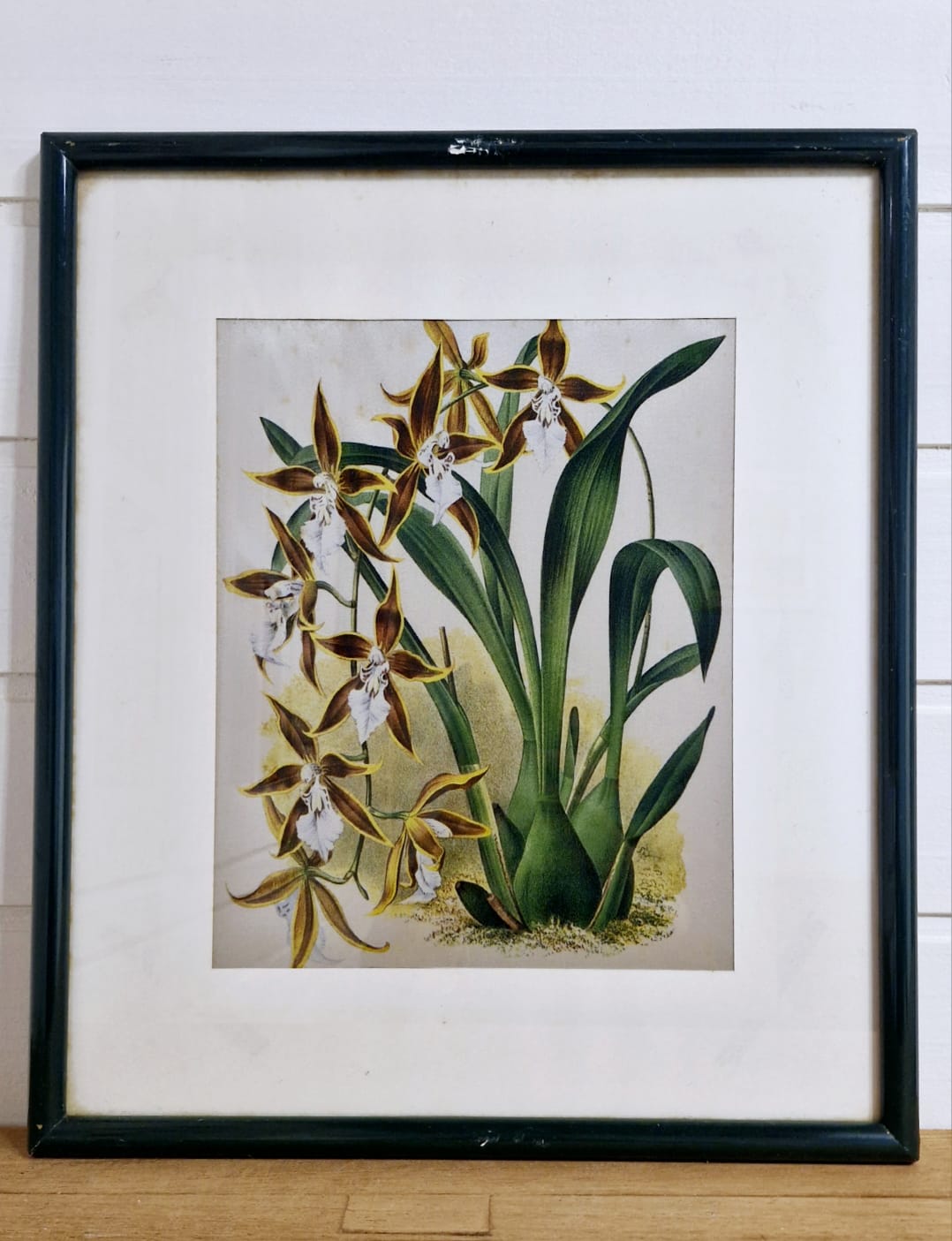 Belo Par de quadros com gravuras de Orquídea