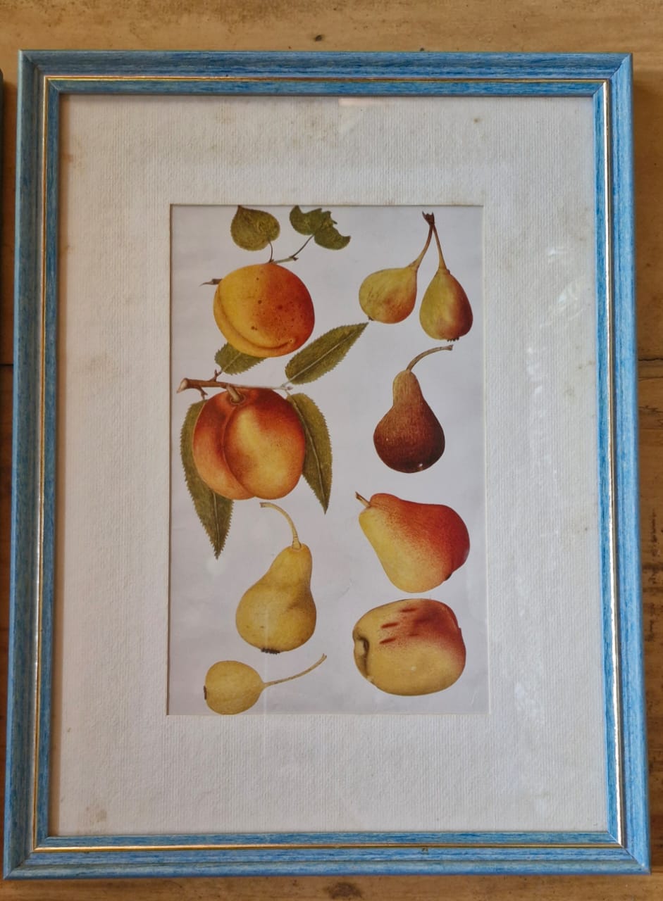 Belo Conjunto 3 Quadros Ilustração Botânica de Frutas Retrô