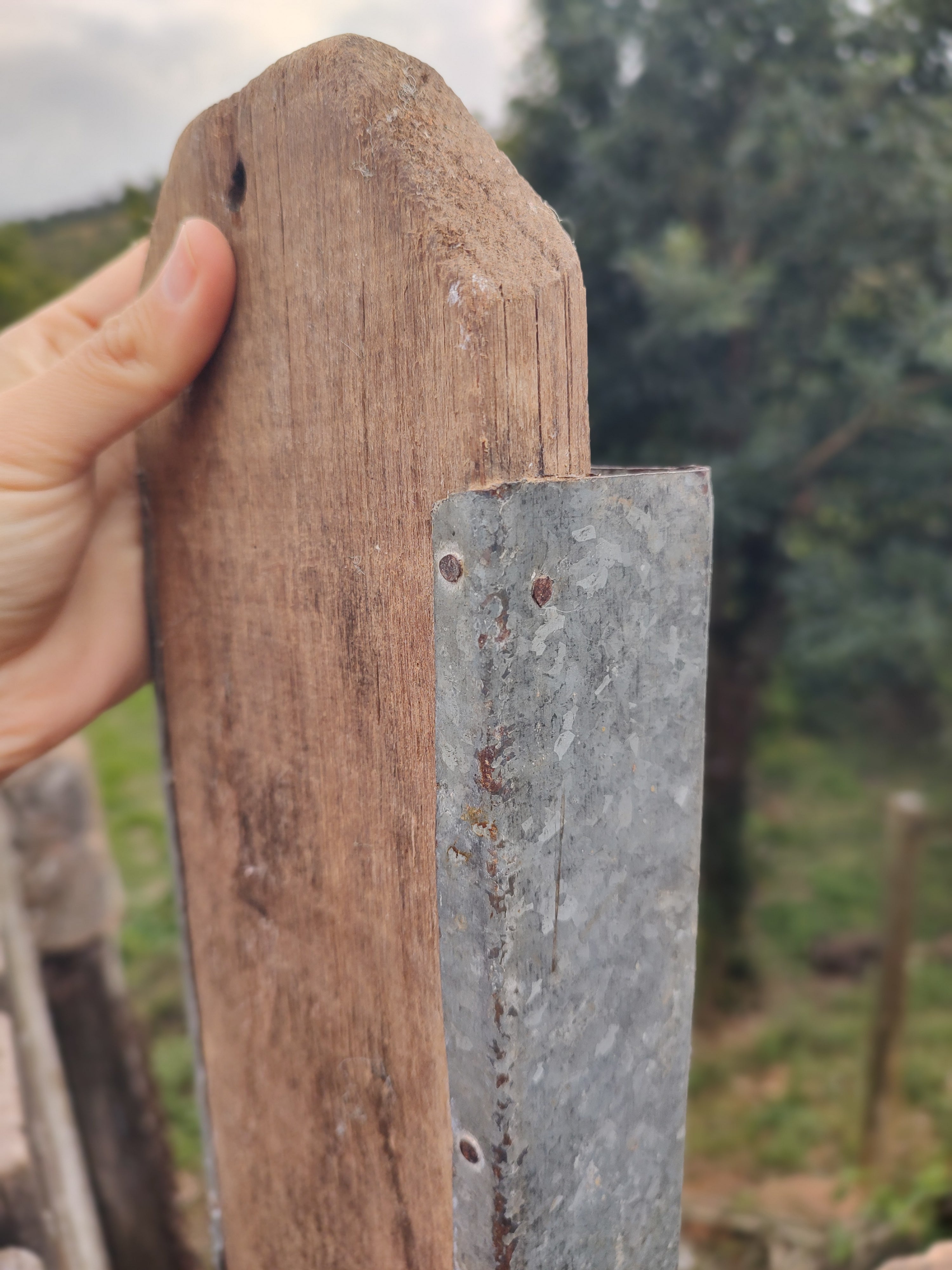 Antigo ralador de milho garimpado no interior de São Paulo (48cm x 13cm)