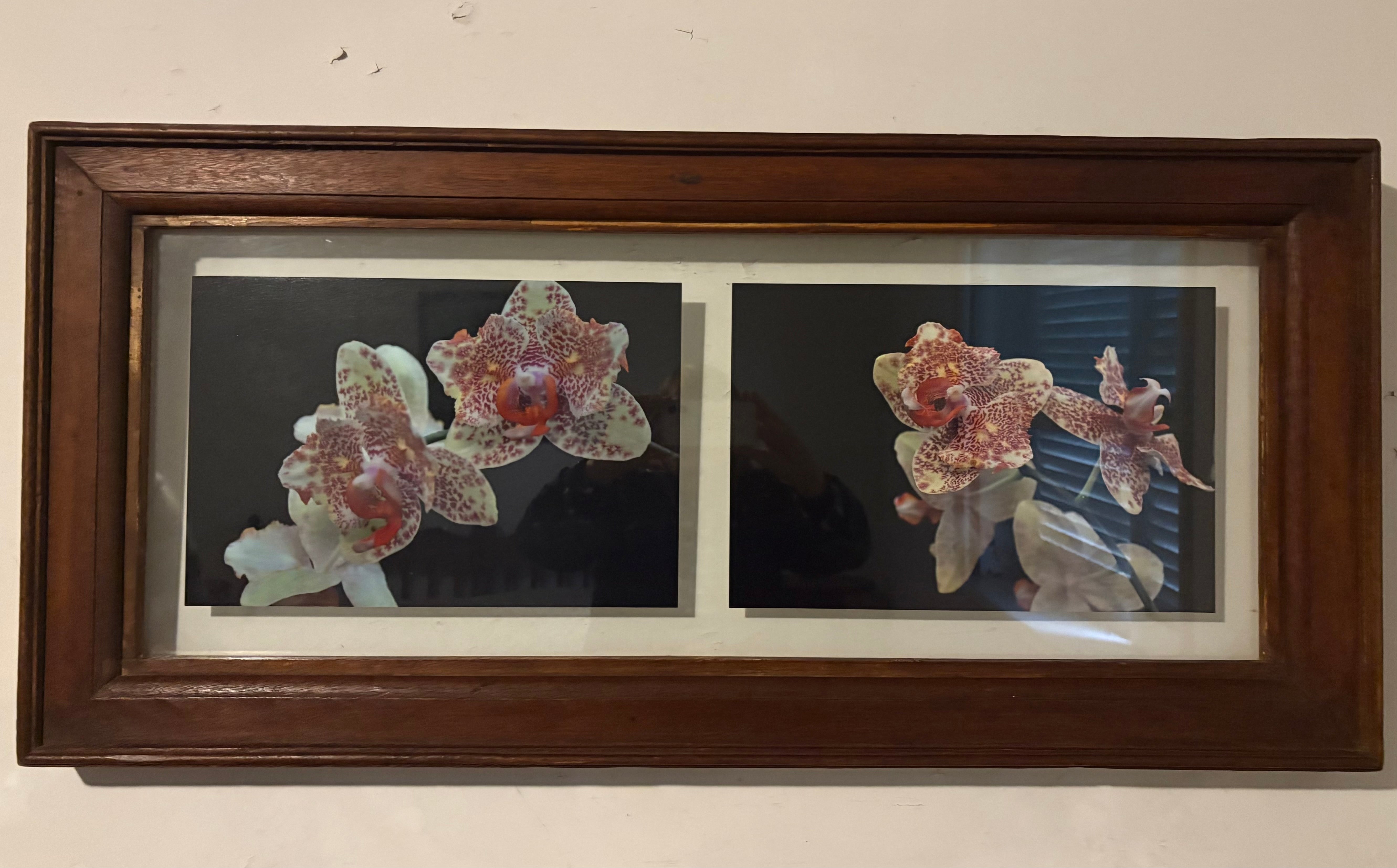 Quadro com Fotos de orquídeas emolduradas com madeira maciça em montagem tipo sanduíche de vidro.