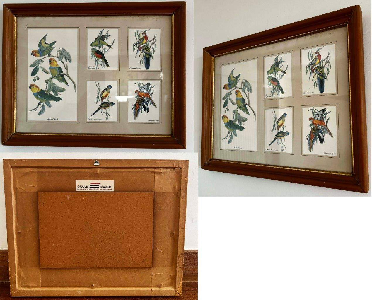 Conjunto de 8 Quadros decorativos com moldura de madeira e vidro