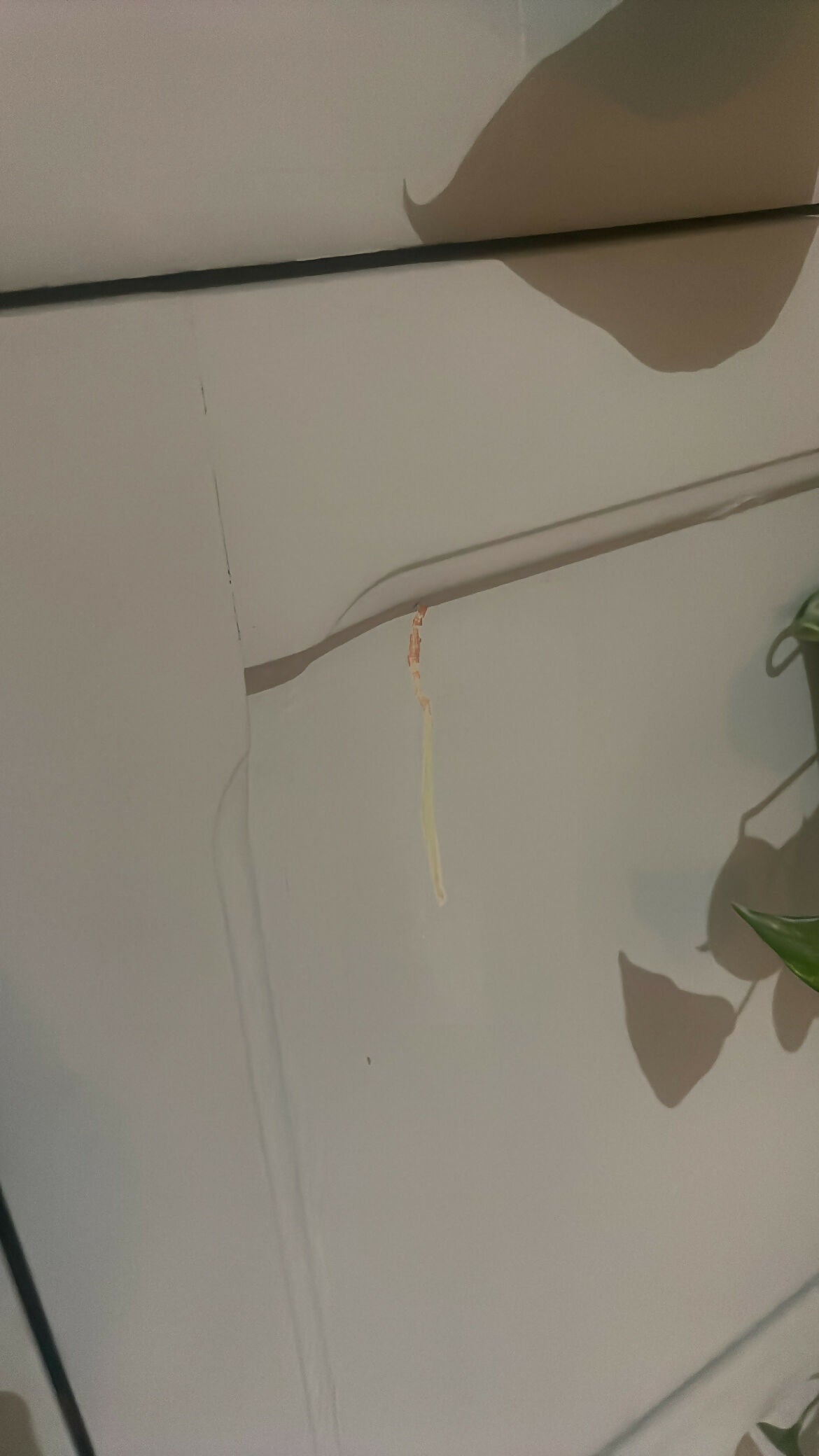 Armário de fazenda anos 40 em Peroba com pintura pistache