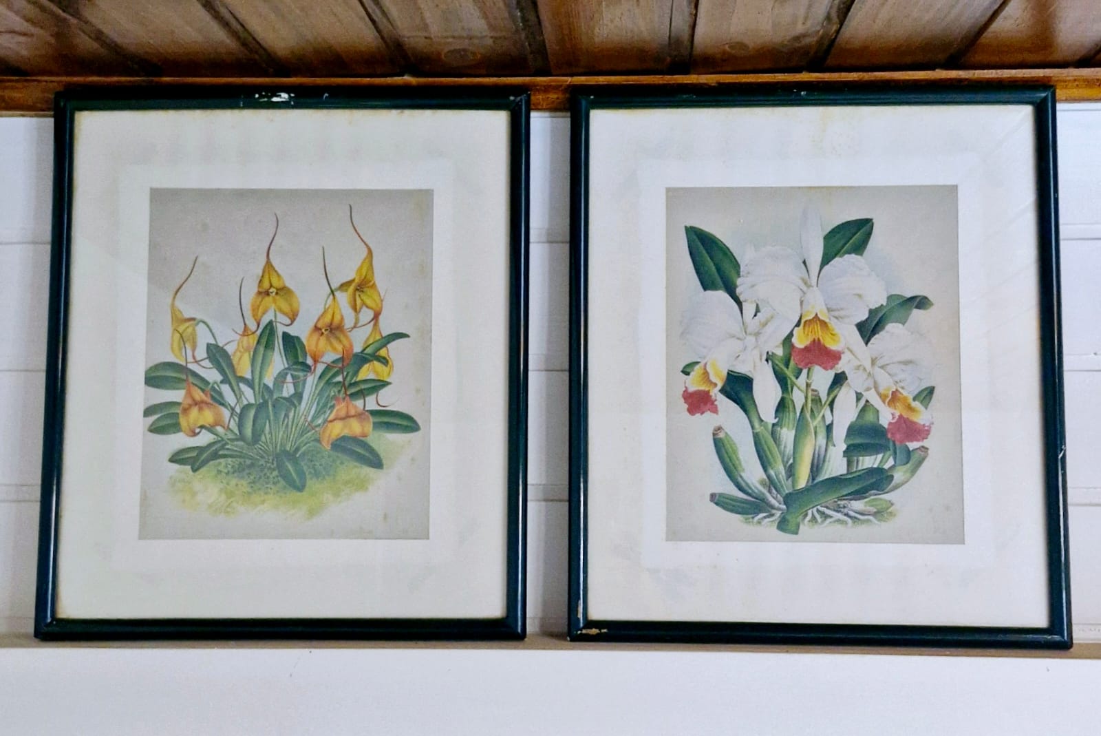  Belos quadros com gravuras botânicas antigas
