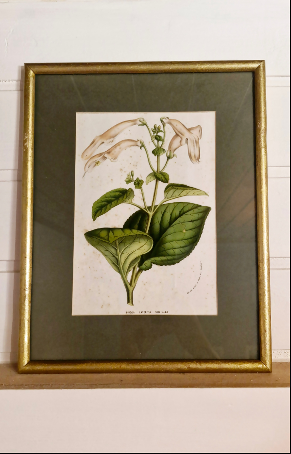 Lindo quadro com gravura botânica