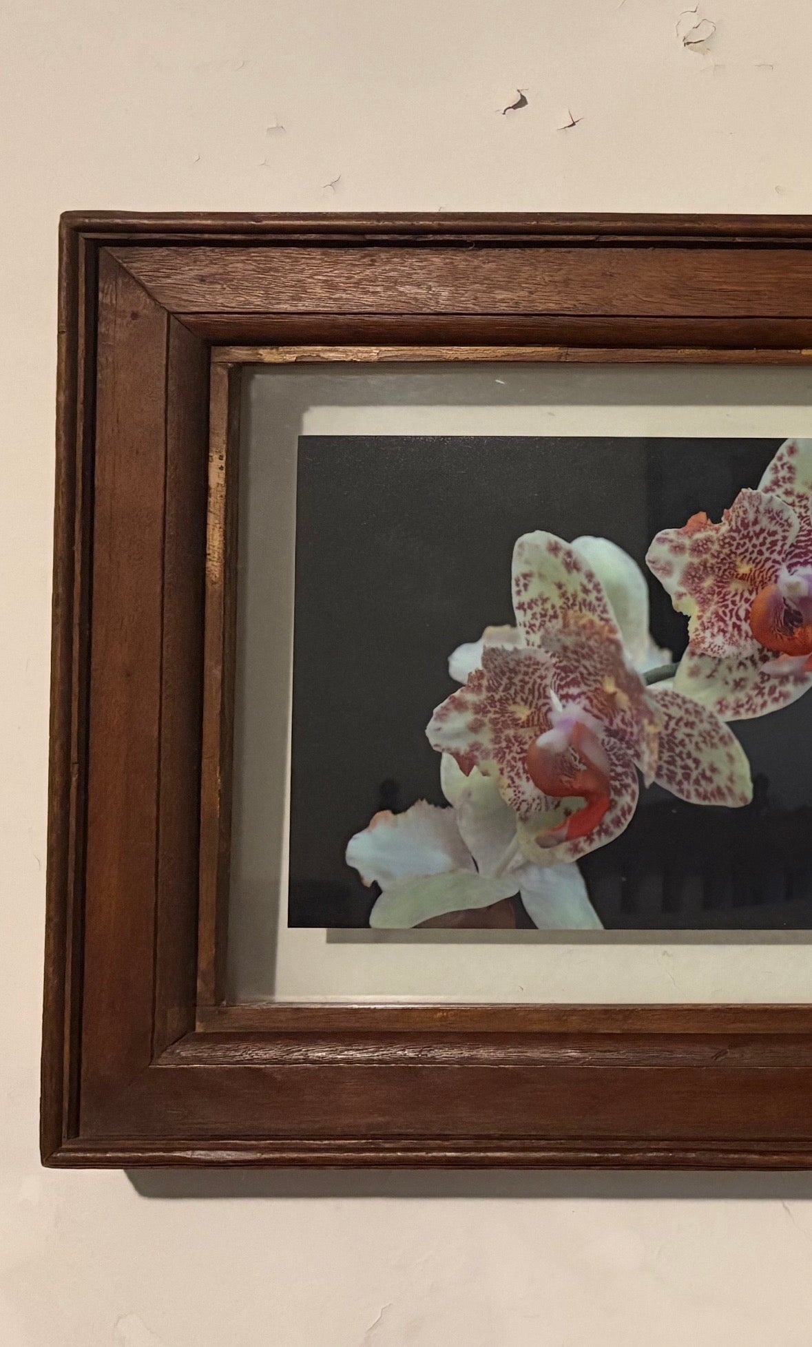 Quadro com Fotos de orquídeas emolduradas com madeira maciça em montagem tipo sanduíche de vidro.