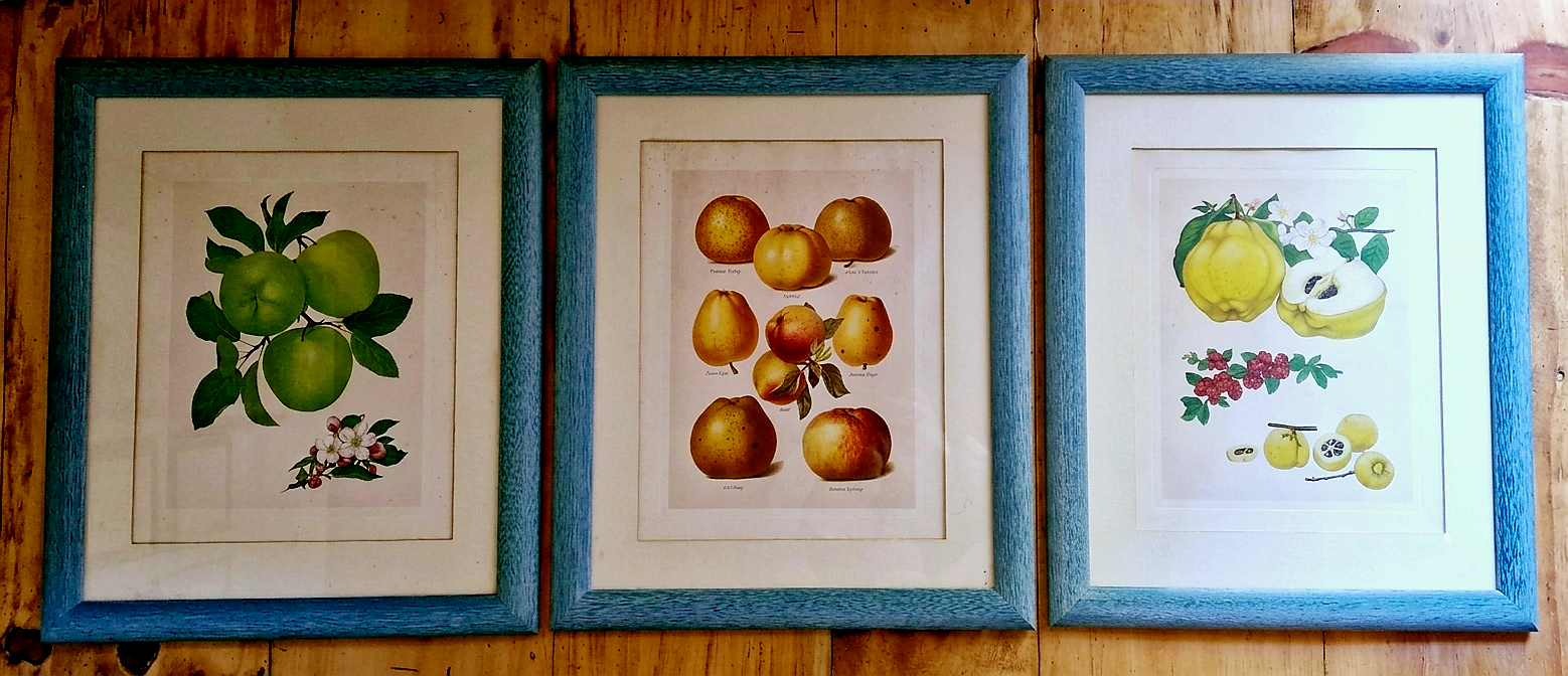 Belíssimo conjunto de quadros botânicos de frutas