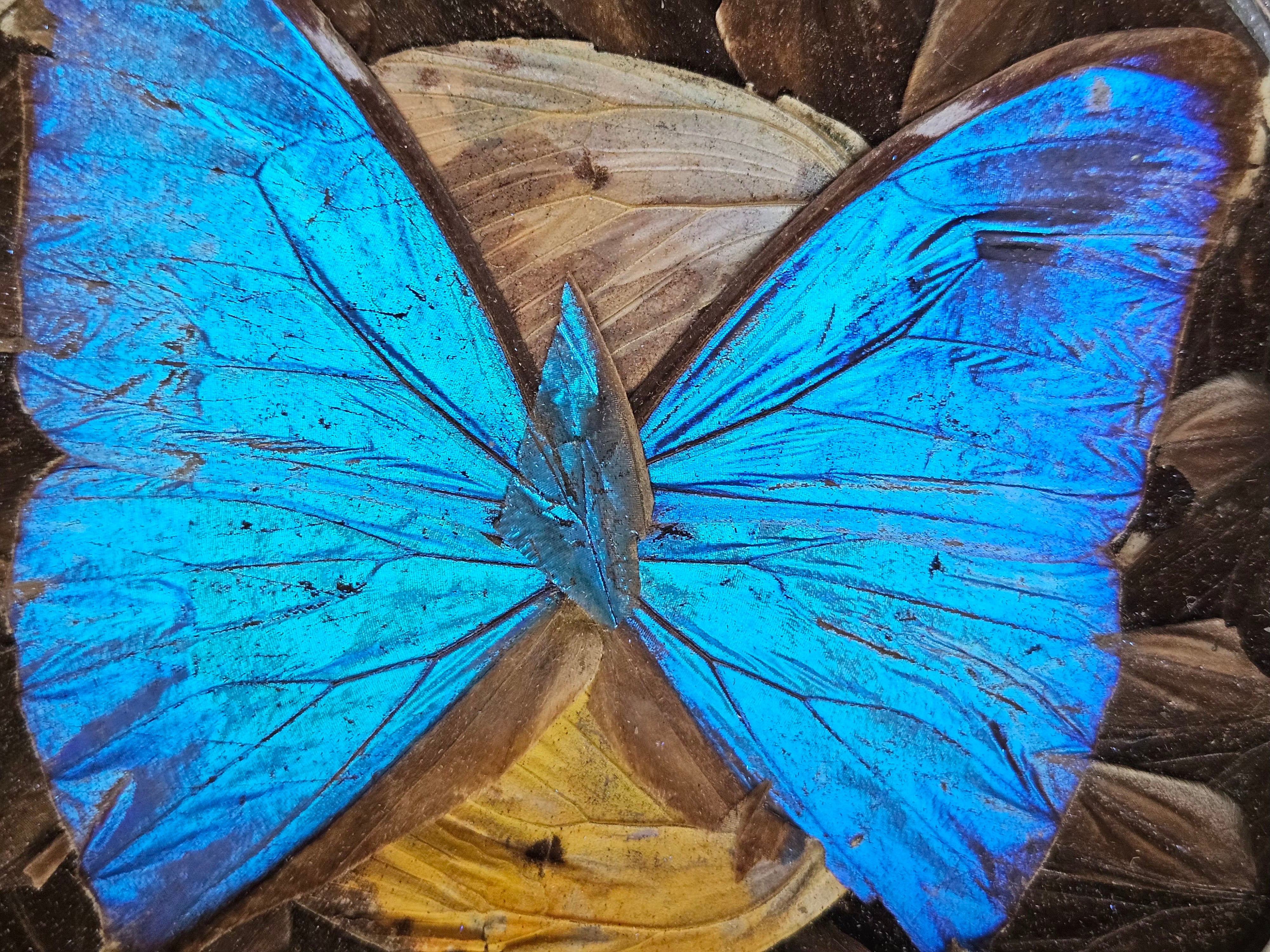 Cinzeiro de Souvenir Anos 40/50 - Taxidermia Real com Borboleta Azul (Morpho) - 11,5 cm