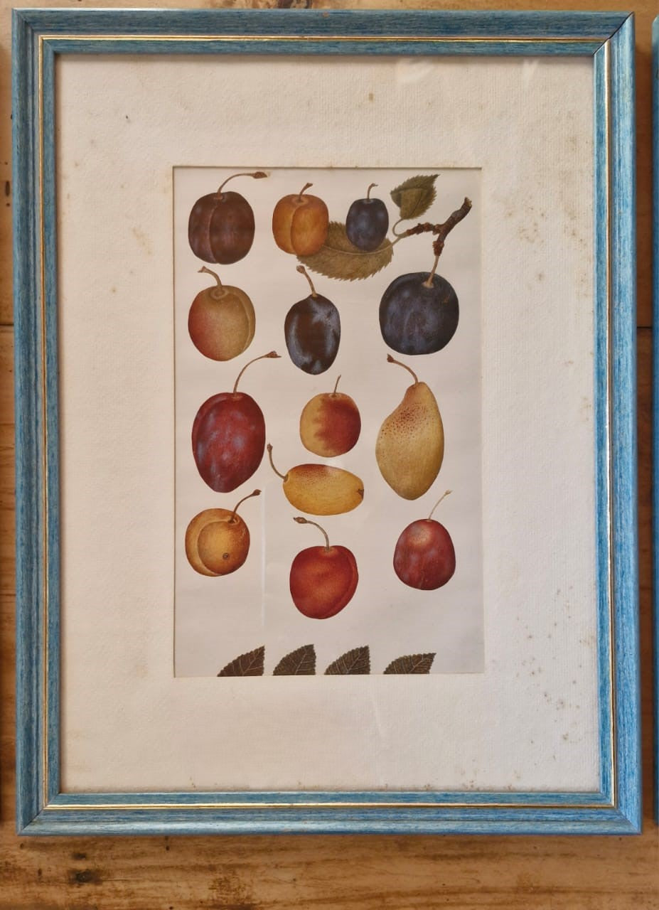 Belo Conjunto 3 Quadros Ilustração Botânica de Frutas Retrô