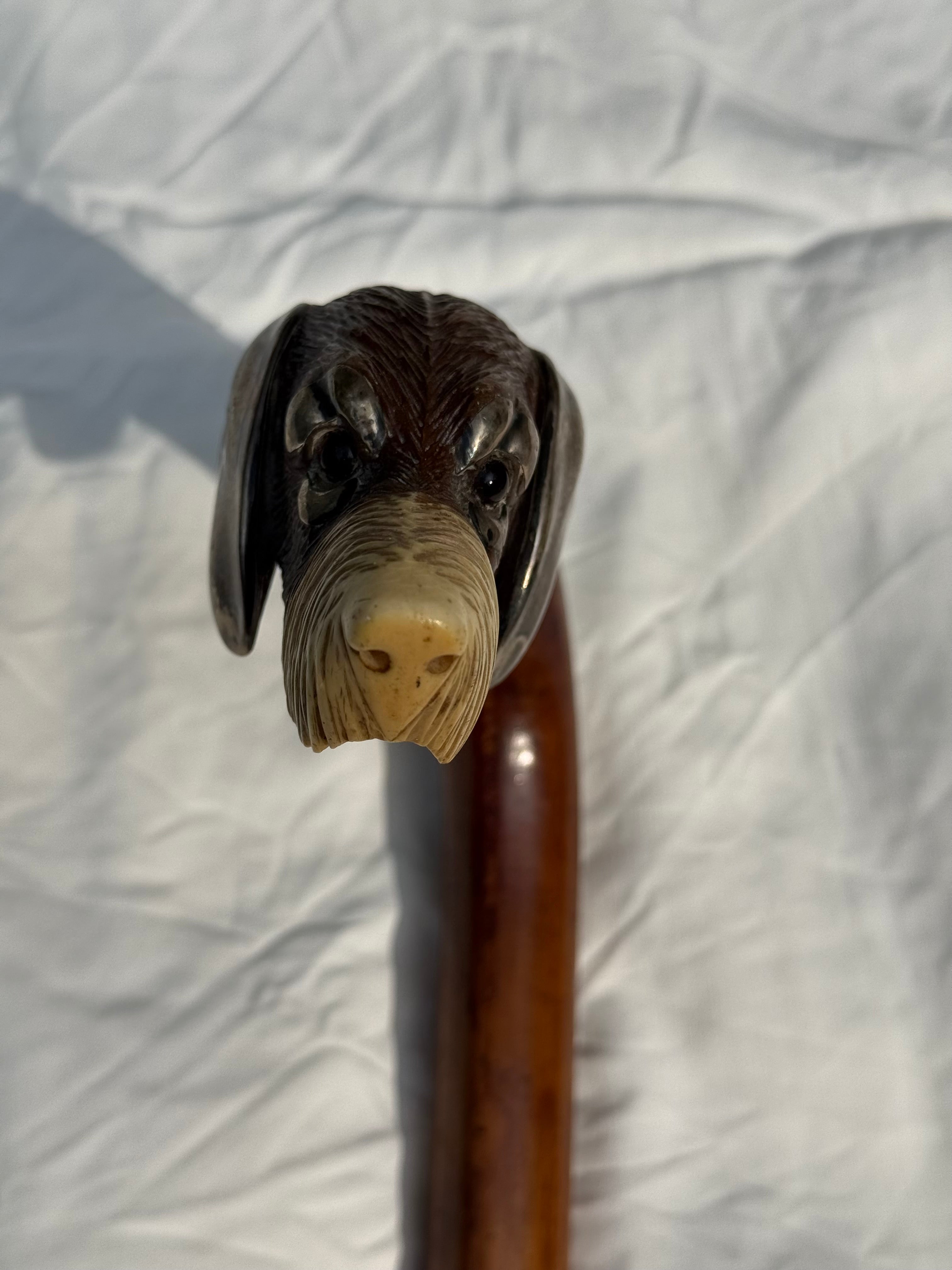 Antiga Bengala de cão