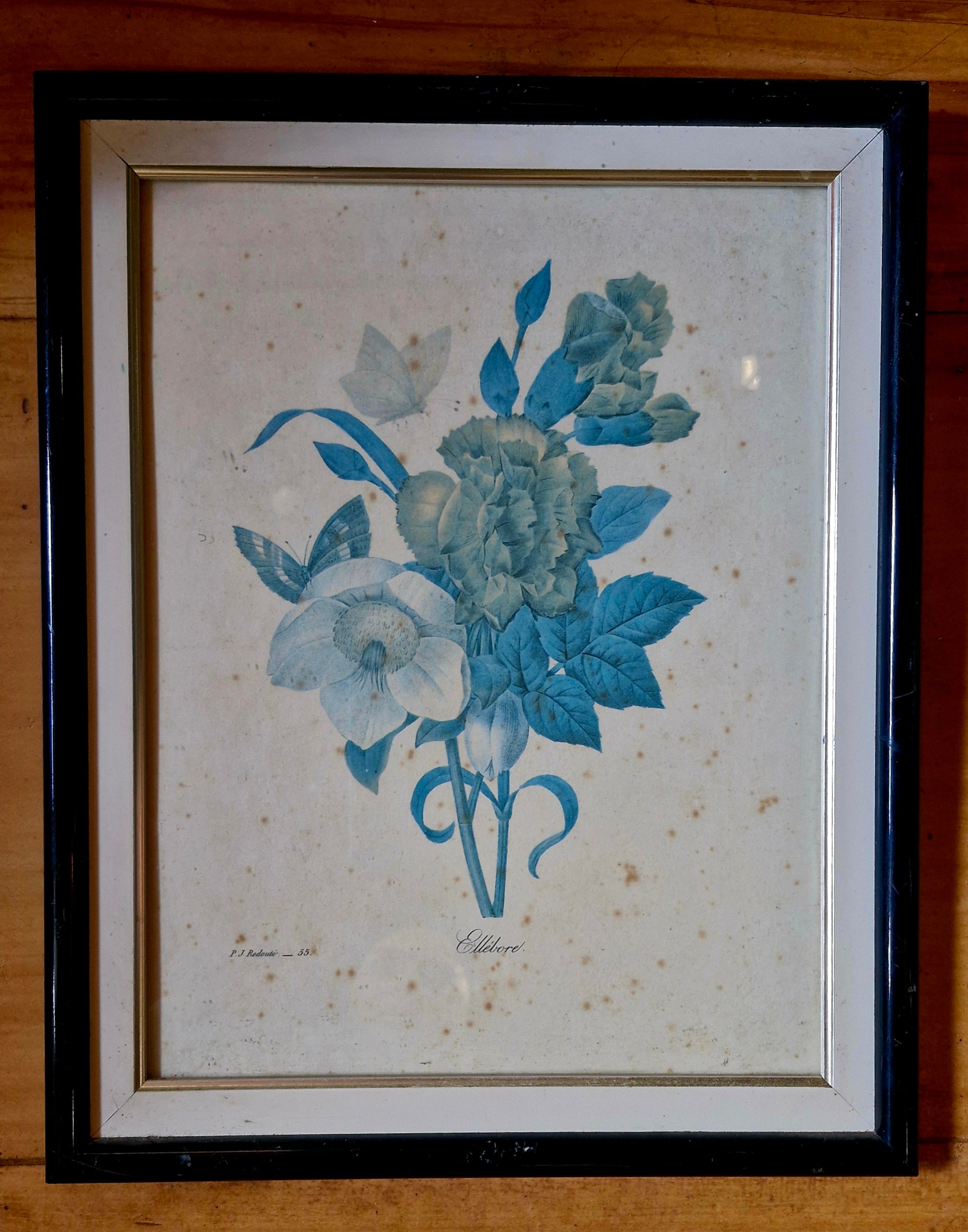Belo Quadro de Botânica Vintage por  P.J. Redouté