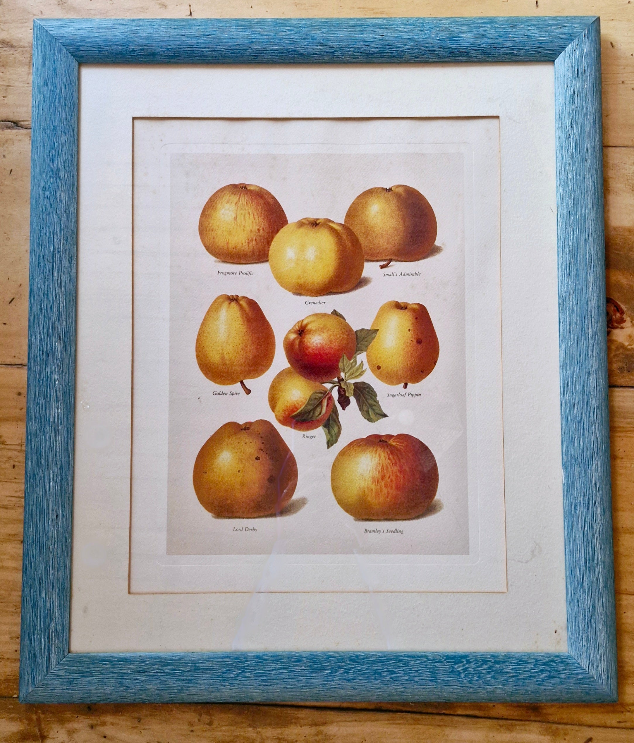 Belíssimo conjunto de quadros botânicos de frutas